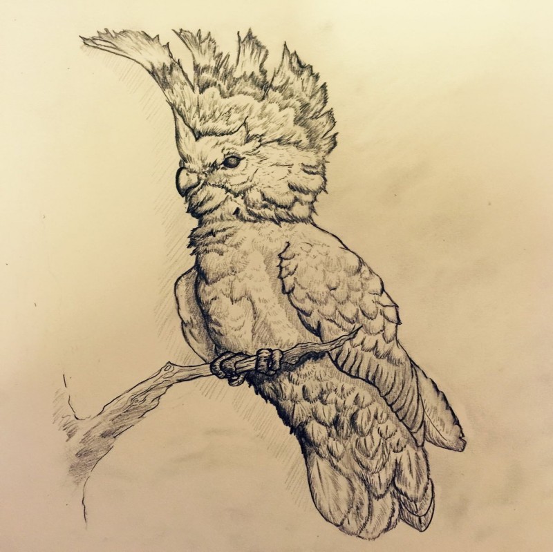 Bonny uncolored parrot with high topknot tattoo design by Skull Kid 1993