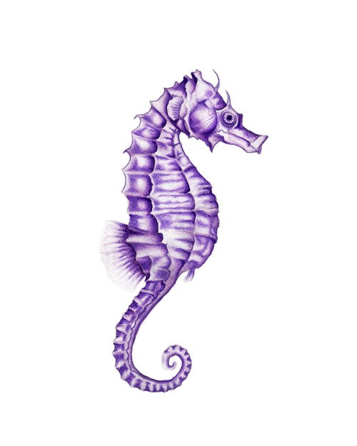 Bonny violet seahorse tattoo design