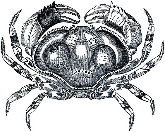 Breathtaking black-and-white crab tattoo design