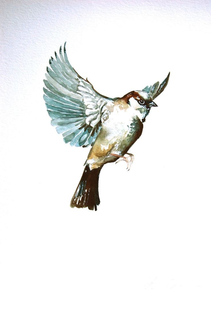 Brown sparrow with turquoise wings tattoo design