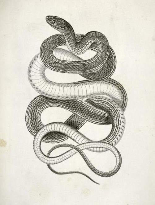 Calm long black-and-white curled reptile tattoo design