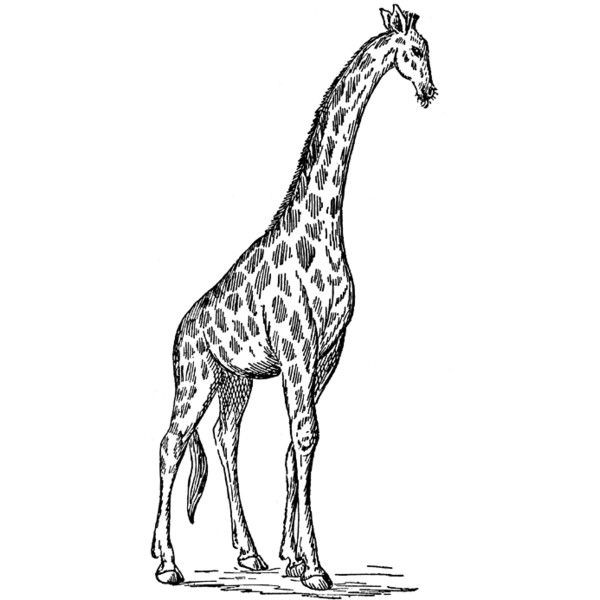 Calm thinking black-and-white giraffe tattoo design