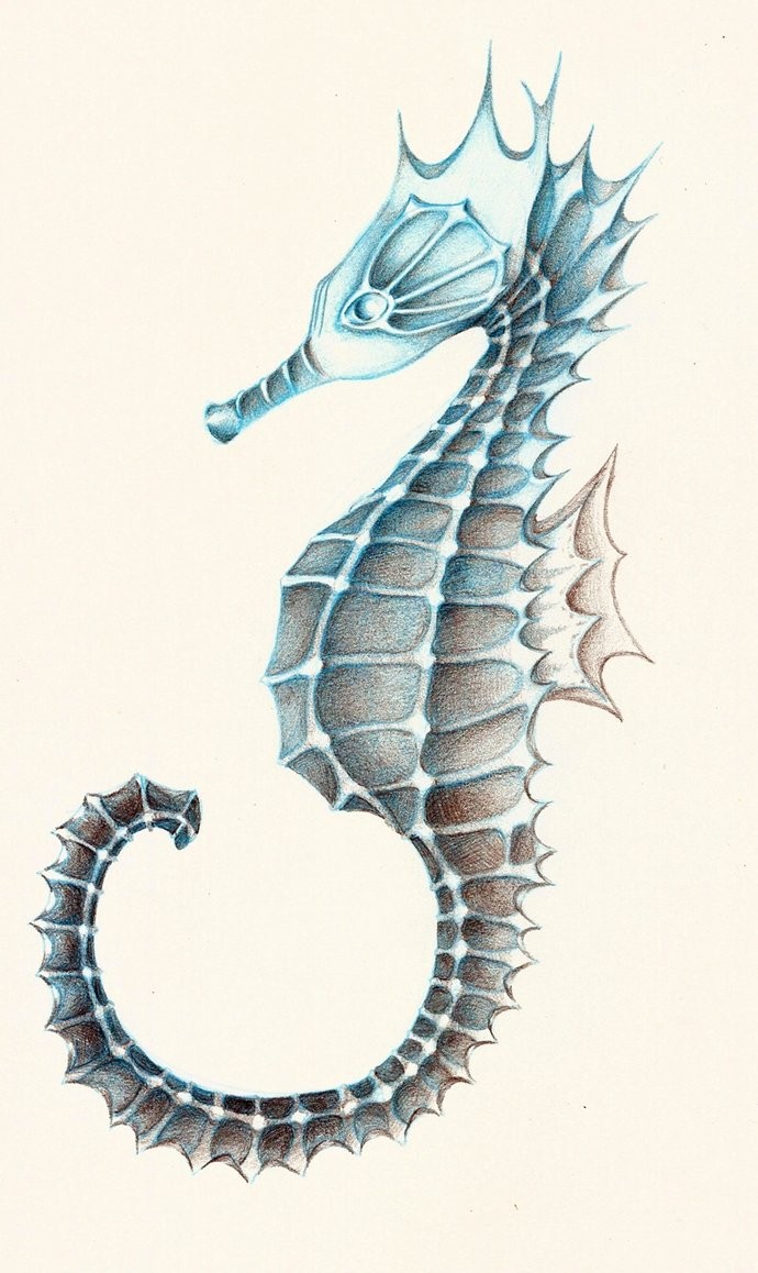 Charming blue pencilwork seahorse tattoo design by Sorenelrowien