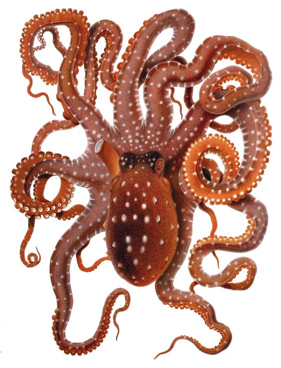Charming brown upside down octopus tattoo design