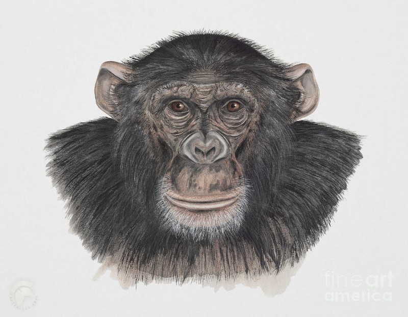 Charming colored chimpanzee portrait tattoo design