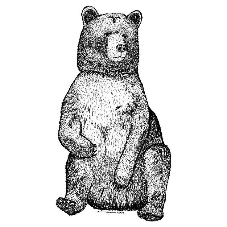 Charming grey-ink sitting grizzly bear tattoo design