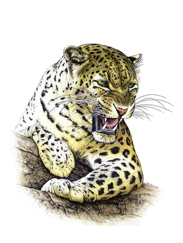 Colorful green-eyed gnarling leopard tattoo design