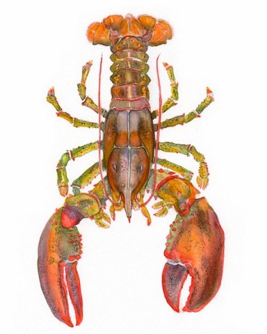 Colorful lobster water animal tattoo design