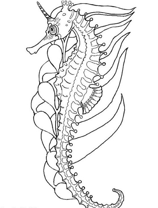 Colorless seahorse with horn on weed background tattoo design