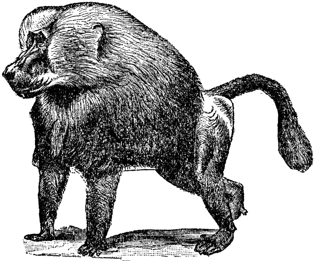 Cool black-and-white walking baboon tattoo design