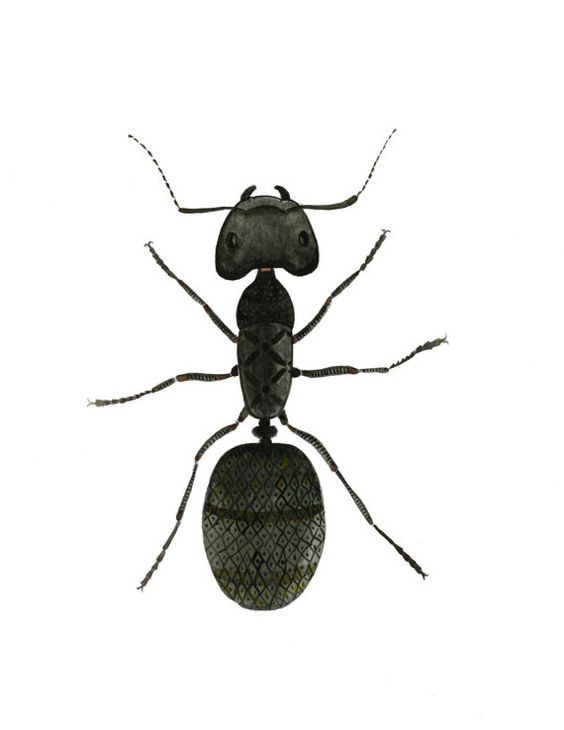 Cool black patterned ant tattoo design