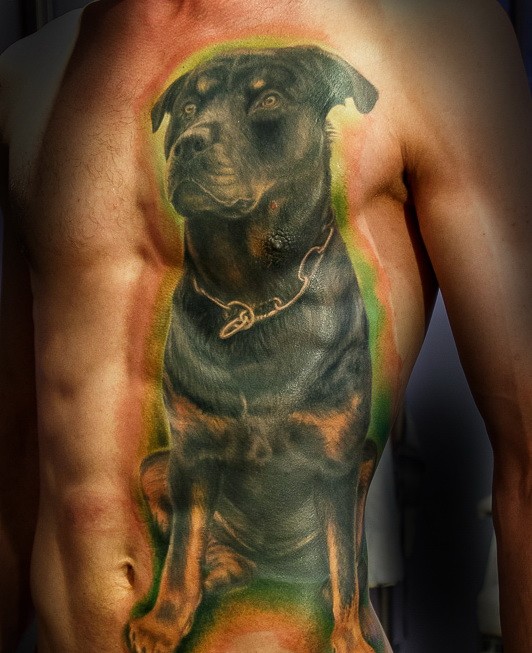 Cool colorful full size rottweiler tattoo on cest and belly