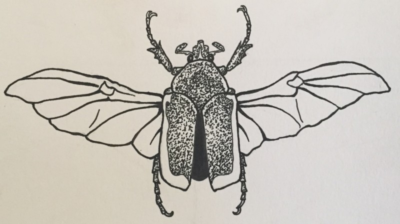 Cool dotwork-body bug woth clear wings tattoo design