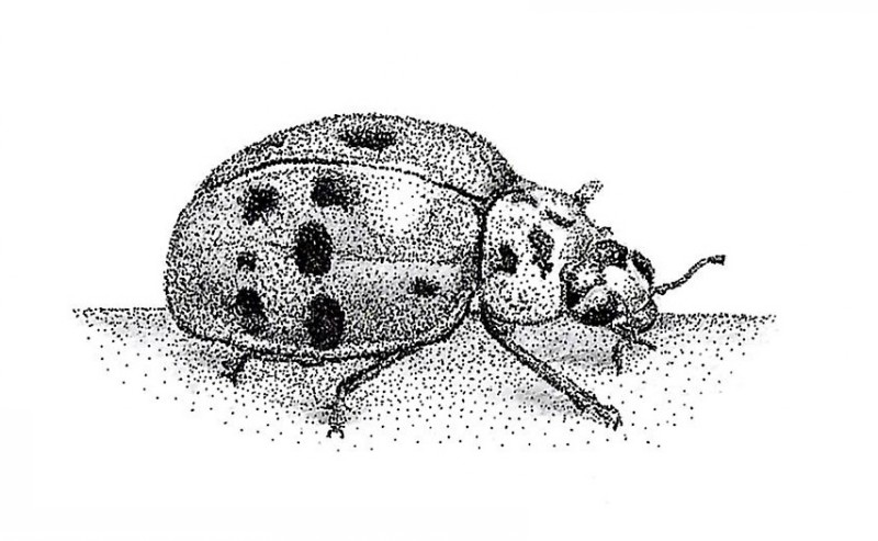 Cool dotwork-style ladybug crawling on the ground tattoo design