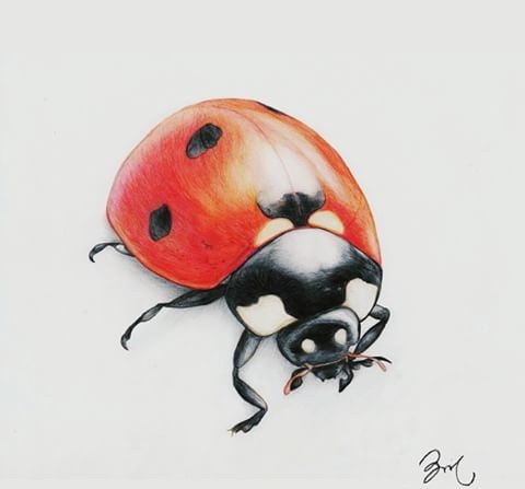 Cool drawn colored ladybug tattoo design