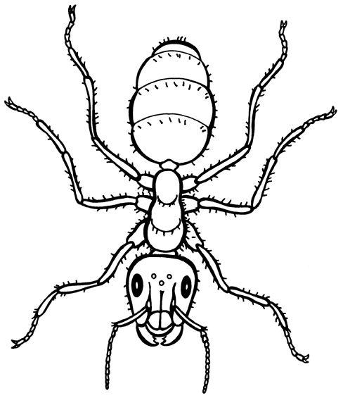 Cool outline fluffy ant tattoo design