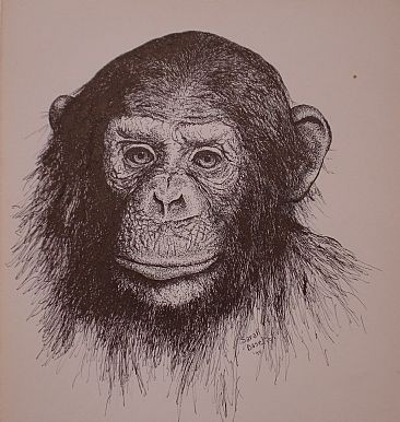 Cool realistic black-ink chimpanzee tattoo design