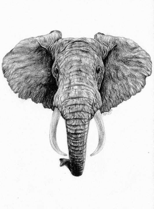 Cool realistic grey elephant head tattoo design
