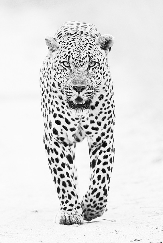 Cool realistic jaguar walking forward tattoo design