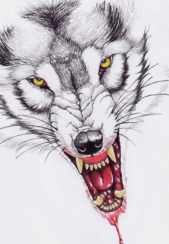 Cool yellow-eyed wolf with blooded mouth tattoo design