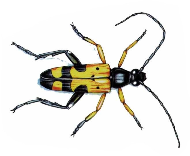 Crawling bug with yellow-and-black coloring tattoo design