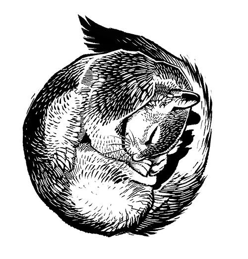 Curled sleeping squirrel without coloring tattoo design