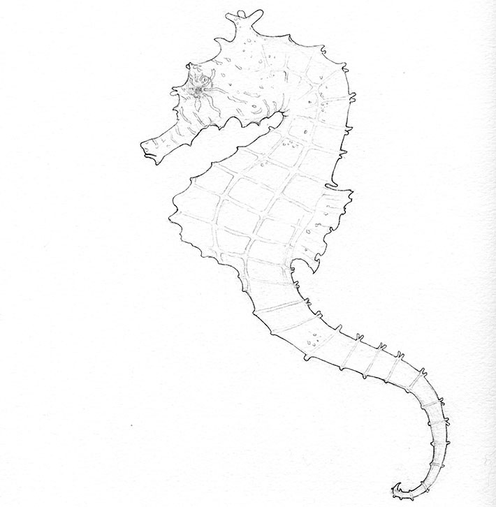 Cute colorless seahorse tattoo design