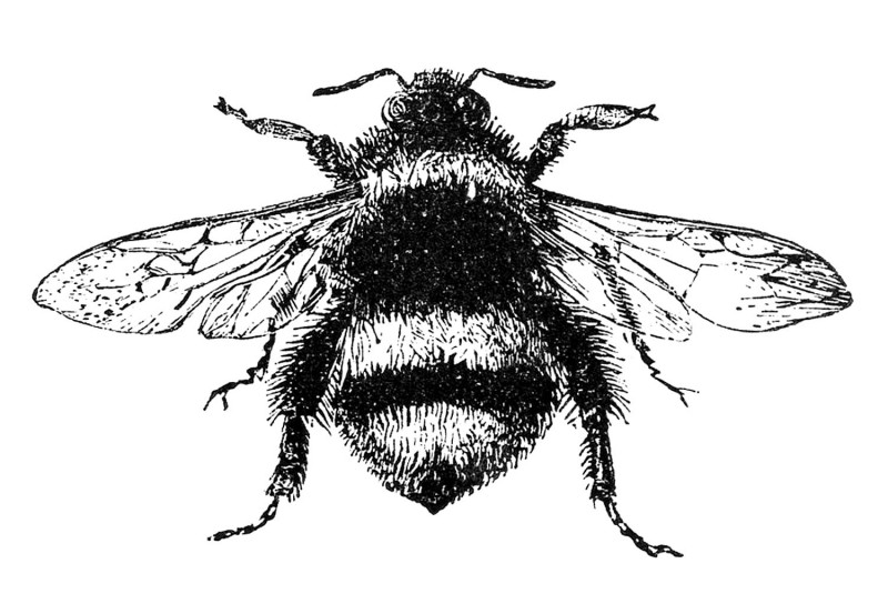 Cute uncolored bumble bee tattoo design