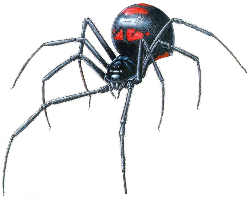 Dark spider with red spots on back tattoo design