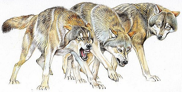 Dire yellow-and-brown hunting wolf flock tattoo design