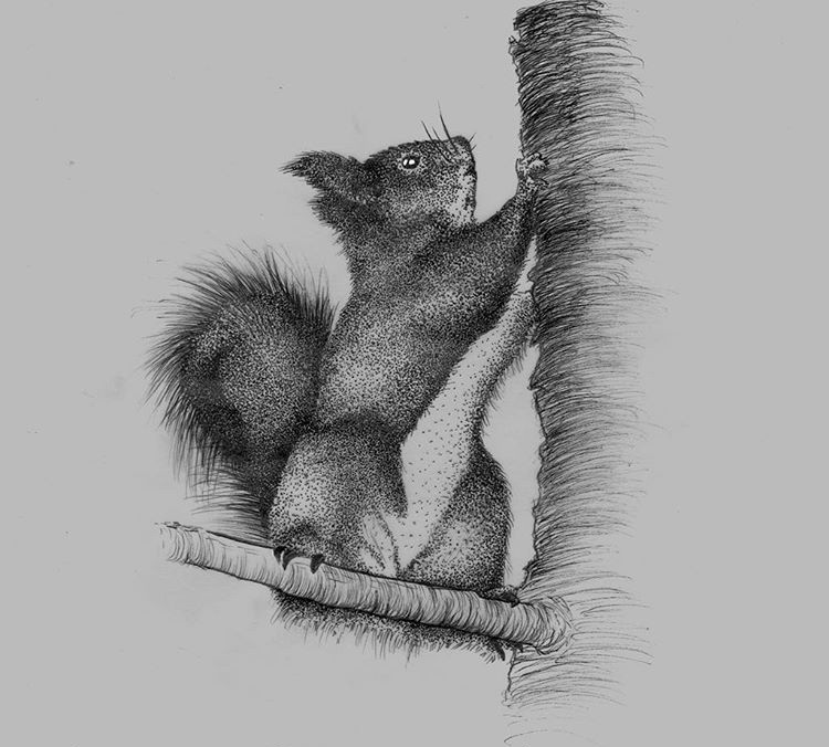 Dotwork style squirrel resting upot the tree stem tattoo design