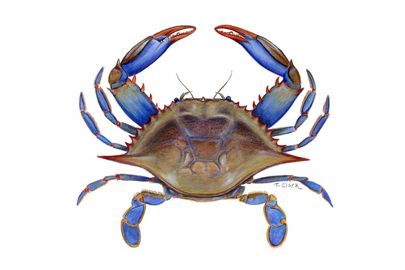 Drawing brown crab with blue claws tattoo design