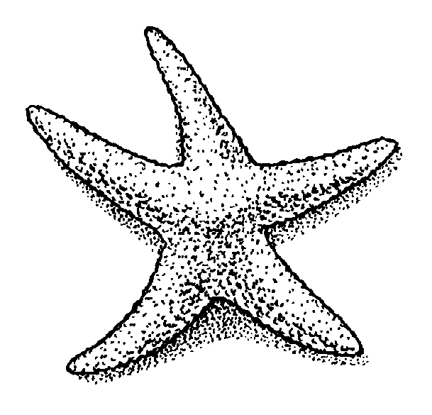 Elegant starfish with dotwork effect tattoo design