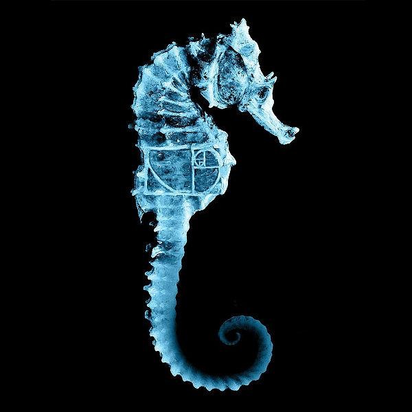 Exiting light blue-ink seahorse tattoo design