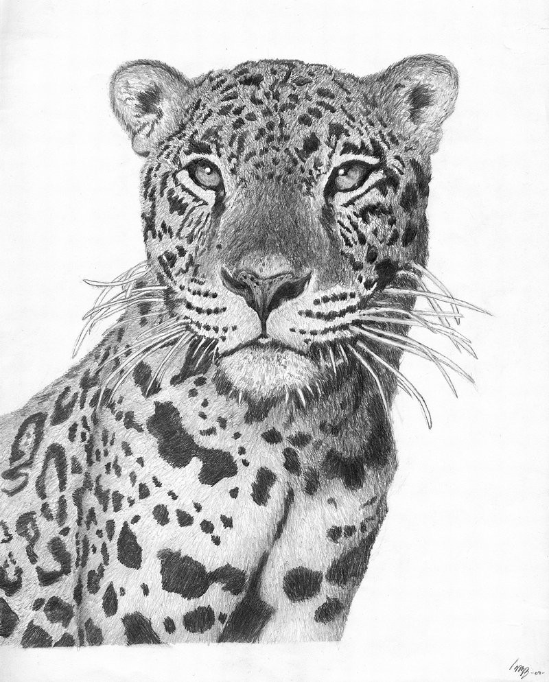 Fantastic grey-ink jaguar portrait tattoo design by Mikebontoft