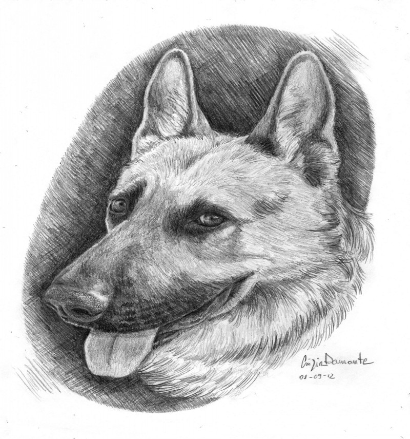 Fantastic grey-ink pencil-drawing german shepherd portrait tattoo design
