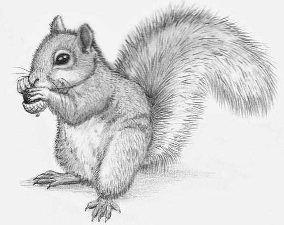 Fantastic grey-ink squirrel eating its little acorn tattoo design