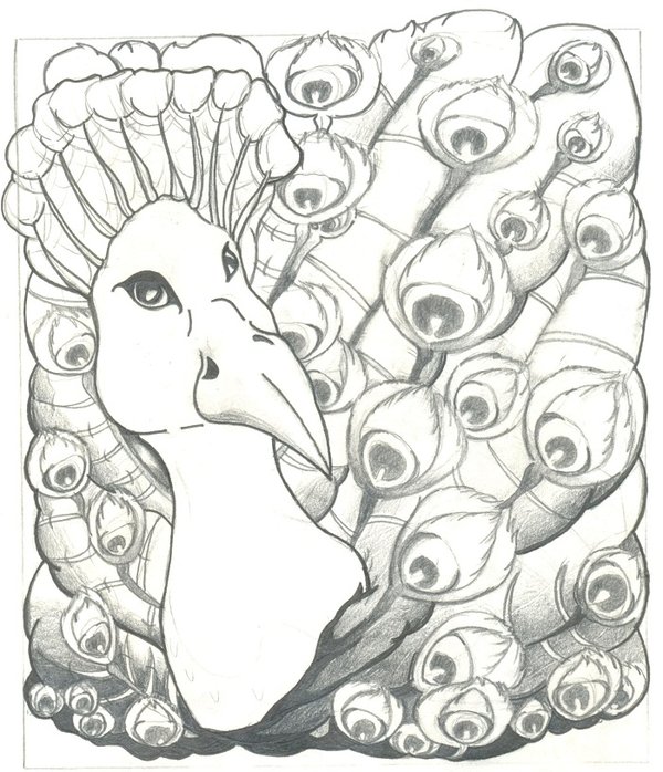 Fine drawn peacock portrait on fuffy tail background tattoo design by Seth Winter Night