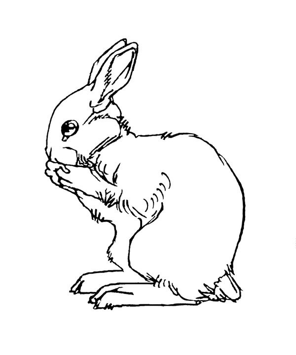 Free outline eating rabbit tattoo design