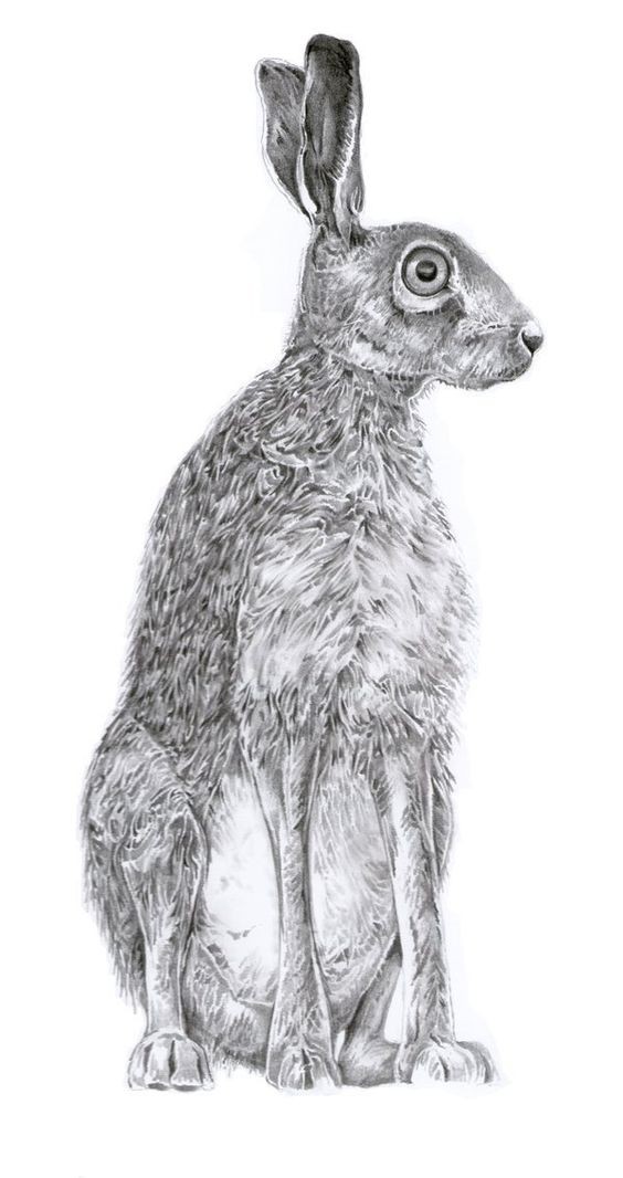 Frightened grey-ink static hare tattoo design