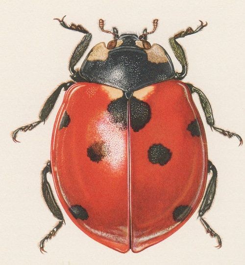 Gigant realistic ladybug tattoo design