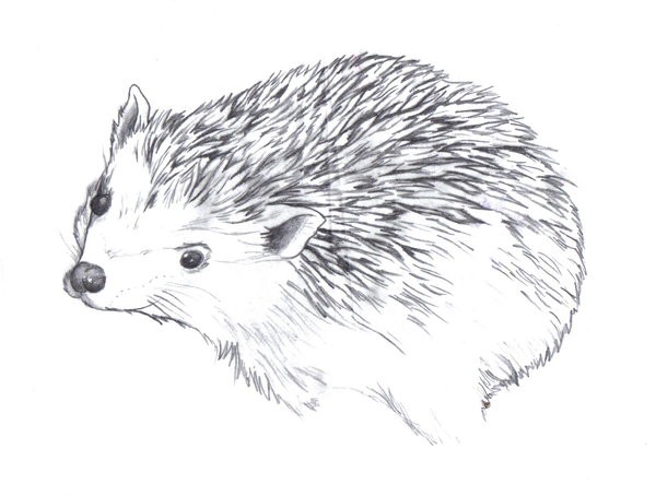 Good black-and-white hedgehog tattoo design by Itatt2