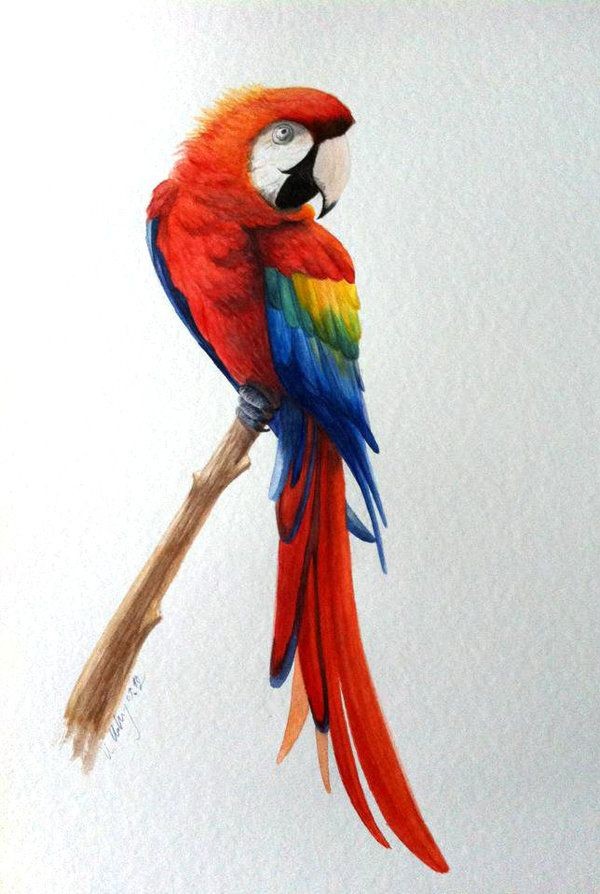 Good red arra parrot tattoo design