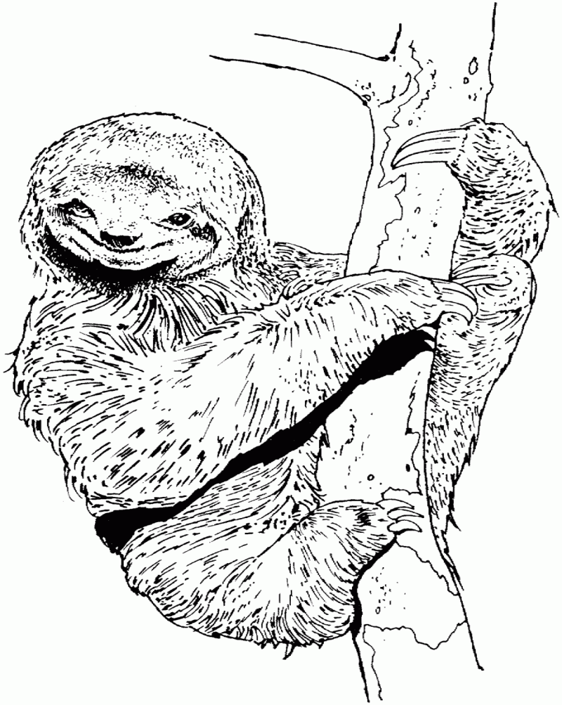 Good uncolored sloth embracing tree stem tattoo design