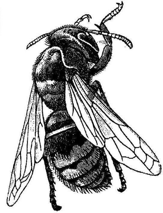 Great black-and-white curled bee tattoo design