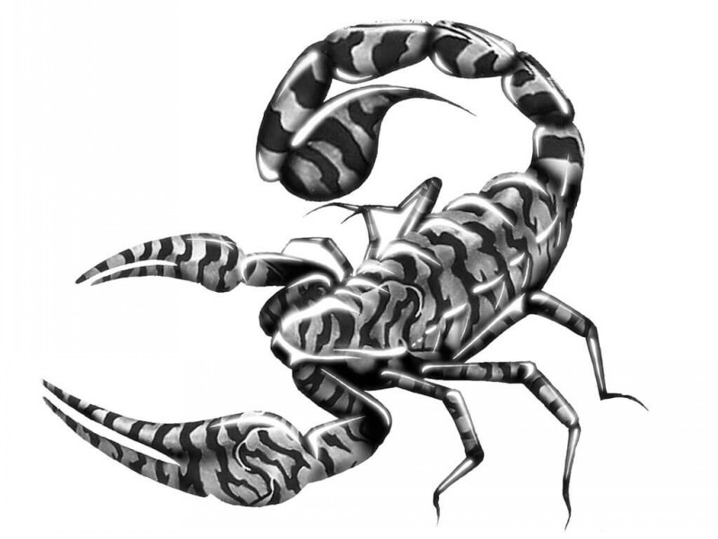 Great grey tiger-print scorpion tattoo design