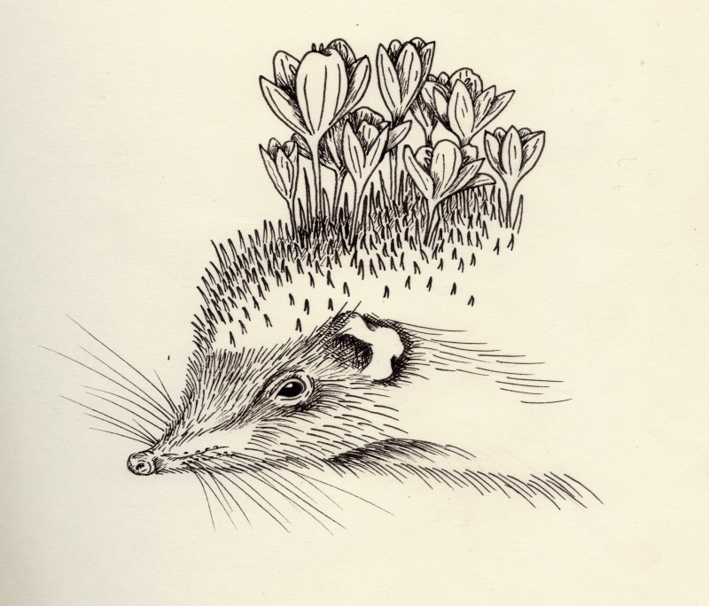 Great helf hedgehog with flowers growing from spines tattoo design