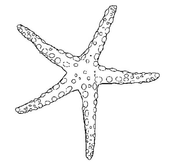 Great pimpled starfish tattoo design