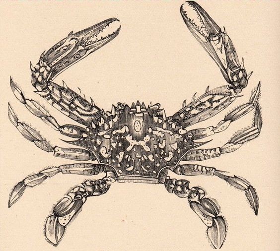 Grey-ink crab with white spots tattoo design