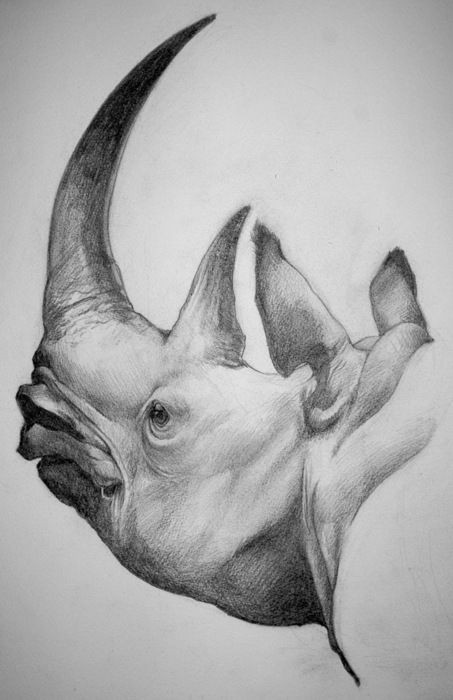 Grey-ink dreaming rhino head with sharp horns tattoo design